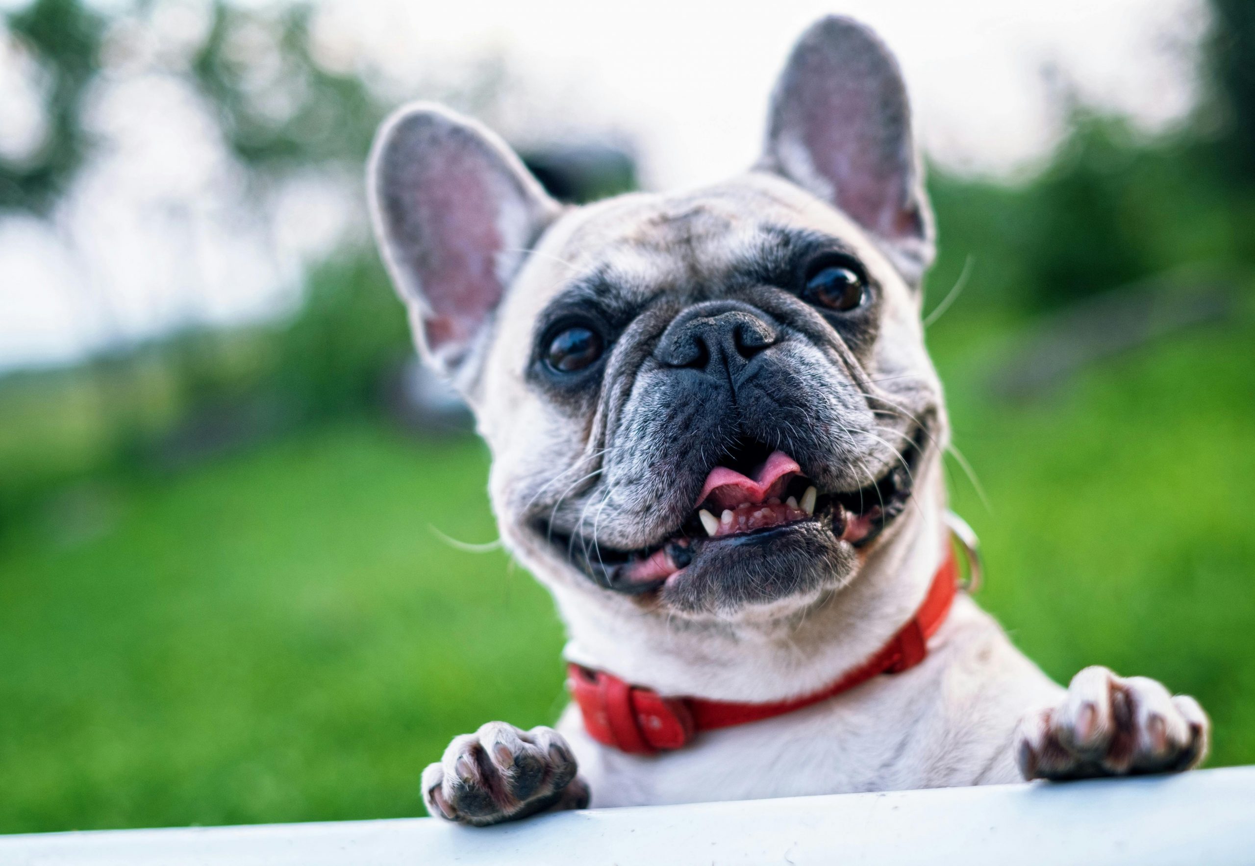 Happy French Bulldog with red collar enjoying a sunny day outdoors.